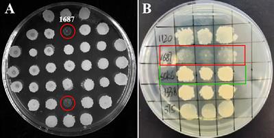 A novel antimicrobial peptide screened by a Bacillus subtilis expression system, derived from Larimichthys crocea Ferritin H, exerting bactericidal and parasiticidal activities